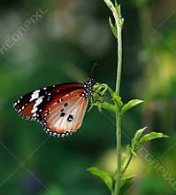 Butterfly on a leaf