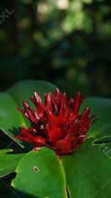 Costus barbatus flowers with bright red color