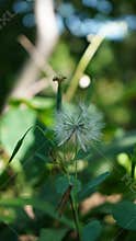 Dandelion flowers that have bloomed are white