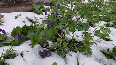 Spring Violets: Grace in Snowy Breezes