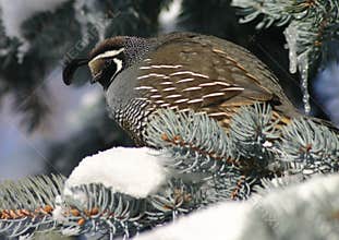 California Quail