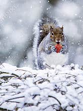 Eastern Grey Squirrel Eating Apple on Snowy Branches