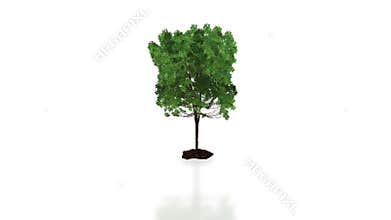 Tree growing time-lapse with ground reflection,Alpha included, stock footage