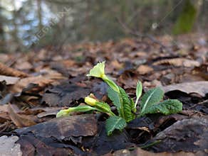 A flower resilience amid fallen leaves