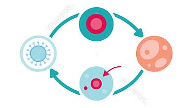 Collagen Production Cycle A circular flow diagram showing the lifecycle of collagen production triggered by exosomes