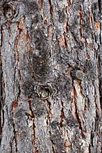 Closeup of bark