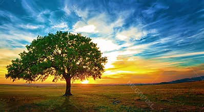 Oak tree