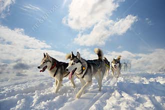 Sled dog breed Siberian Husky