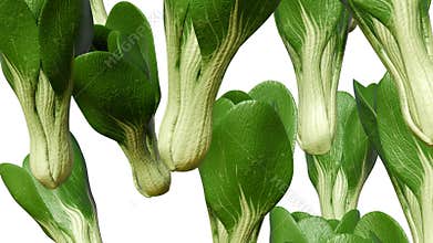 A 3D animation of bok choy, also known as pak choi or pok choi.