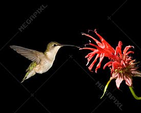 Ruby-Throated Hummingbird And Bee Balm
