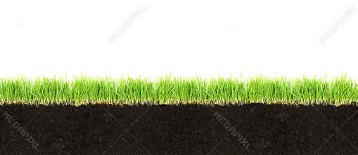 Cross-section of soil and grass