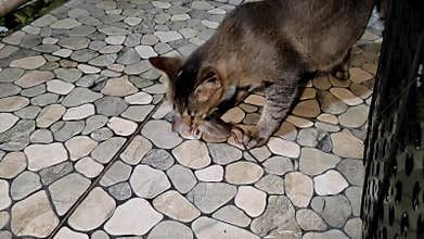 a tabby cat that catches mice and puts them on ceramic tiles at night