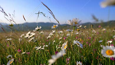 White daisy flowers field meadows. Camera moving through alpine flowering meadows in sunset lights. Vibrant wildflowers