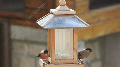 Male, female and fledgling Bullfinch at a bird feeder