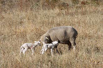 Sheep and new born lambs in Italian Gran Sasso Par