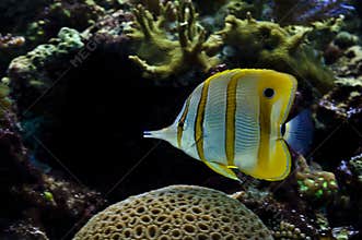 Fish in the aquarium