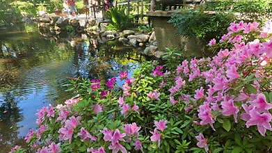 footage of a gorgeous spring landscape with a pond, lush green trees and flowers at Descanso Gardens La Canada Flintridge