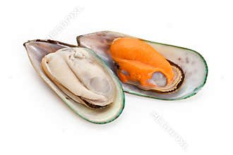 Mussel