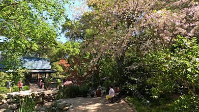 footage of a gorgeous spring landscape with a pond, lush green trees and flowers at Descanso Gardens La Canada Flintridge