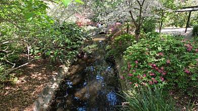 footage of a gorgeous spring landscape with a pond, lush green trees and colorful flowers at Descanso Gardens La Canada