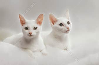 Two white russian cats