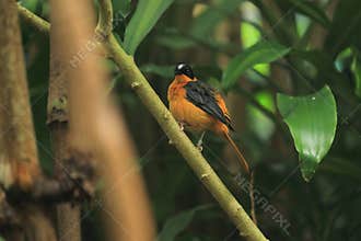 Snowy-headed robin-chat