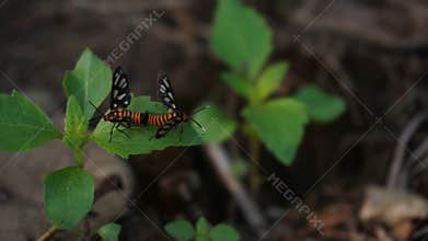Butterflies have entered the mating season perching on the leaves