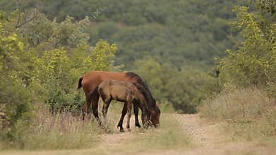 Horses in the wild