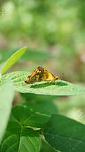 Butterflies have entered the mating season perching on the leaves