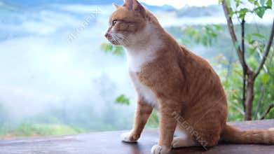 Calm Tabby Cat sitting on wooden chair with Misty Mountain Landscape background