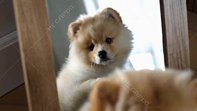 Fluffy Pomeranian puppy looking cute resting head paws adorable pet dog home stock footage Generative AI