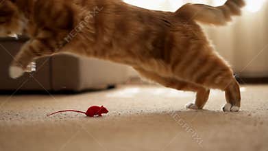 Ginger cat leaping mid,air chasing red toy mouse indoor playful pet action stock footage Generative AI