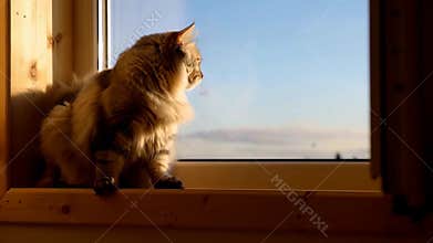 Ginger cat sitting windowsill looking out relaxing observing view pet home life stock footage Generative AI