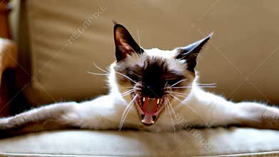 Siamese cat yawning widely, stretching comfortably on soft sofa indoors view stock footage Generative AI