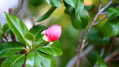Close,up bright pink flower bud green leaves gentle breeze soft focus nature stock footage Generative AI