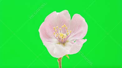 Quince flower blossoming time lapse