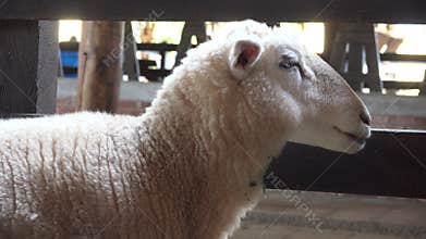 Sheep, Lambs, Livestock, Farm Animals