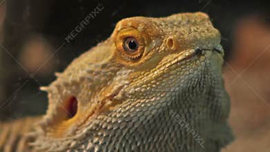 Bearded Dragon Portrait