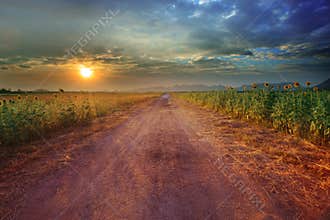 Landscape of rural road perspective to sunflower farm field with