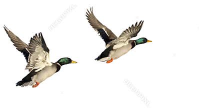 Two Flying Ducks isolated on white background