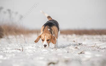 Beagle Dog Searching