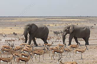 Elepahnts arrive at a Waterhole in Namibia