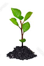 Young tree