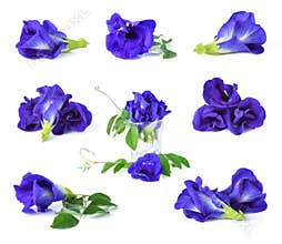 Butterfly Pea