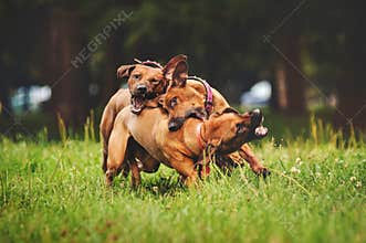 Rhodesian Ridgeback dogs playing in summer