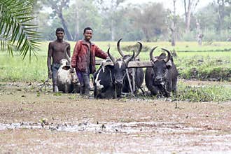 Malagasy farmers plowing agricultural field in traditional way