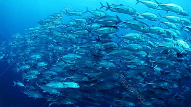 School of Jack fish
