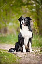 Young black and white border collie dog