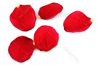 Rose petal