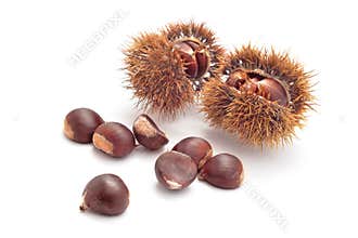 Edible chestnuts